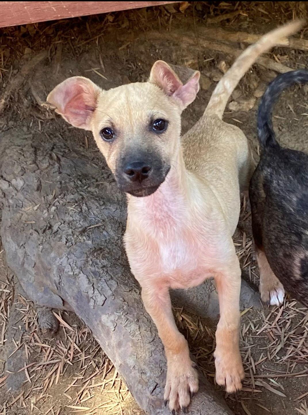 Enlarge Kenni, a Adoptable mixed breed in LINDSAY, CA image 1/2