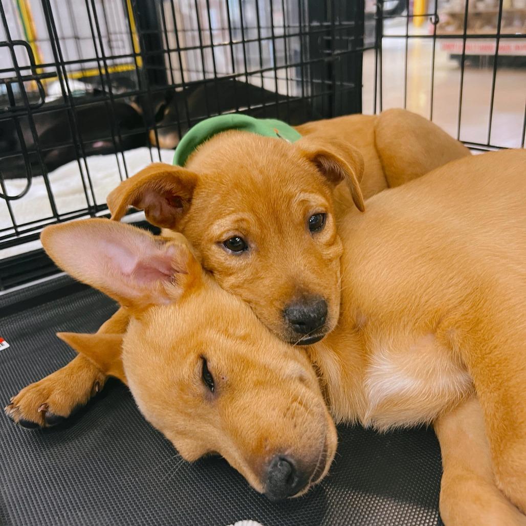 Enlarge Lilo, a Adoptable Mixed Breed in Volcano, HI image 1/4