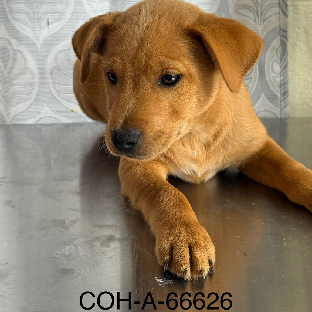 Enlarge Lilo, a Adoptable Mixed Breed in Volcano, HI image 2/4