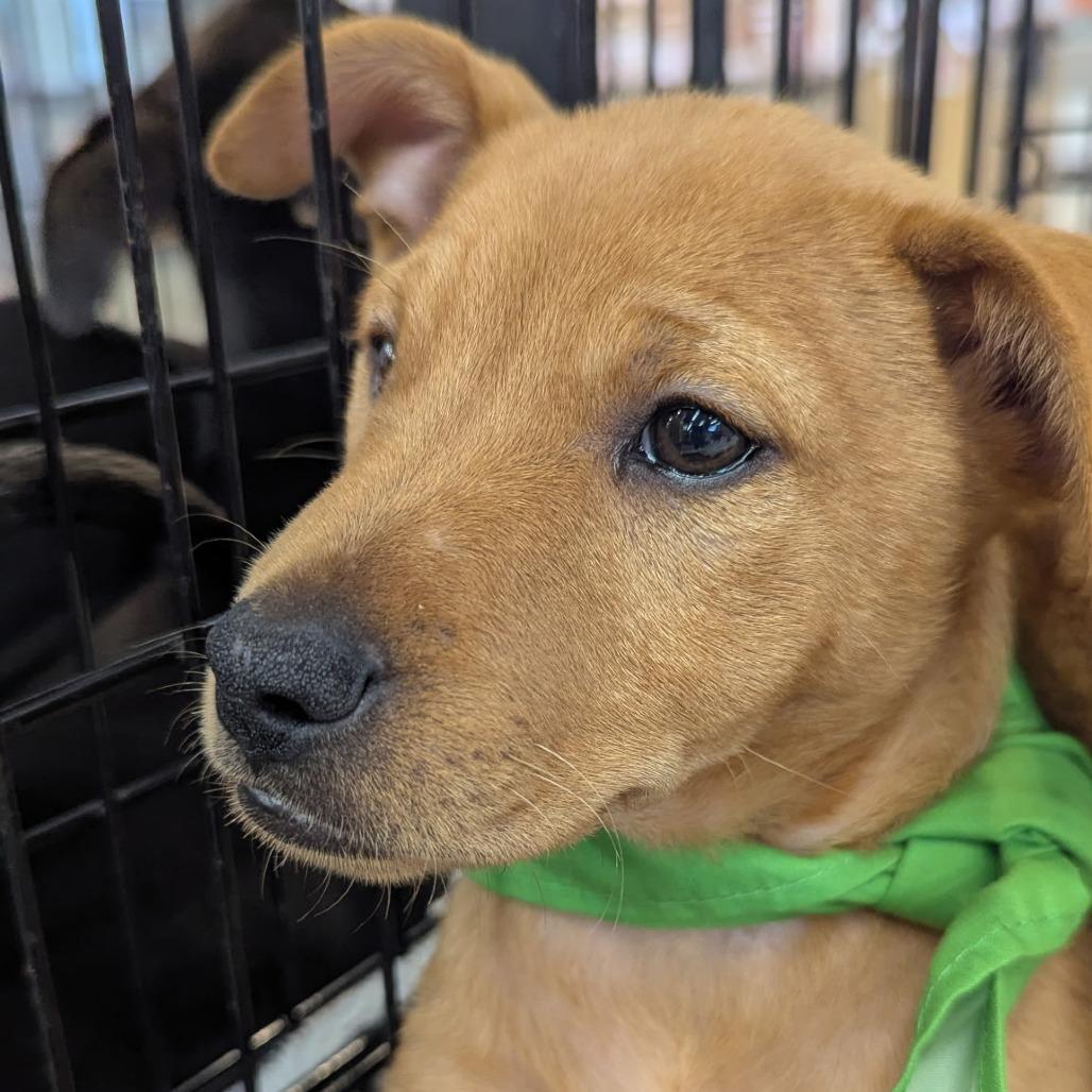 Enlarge Lilo, a Adoptable Mixed Breed in Volcano, HI image 3/4