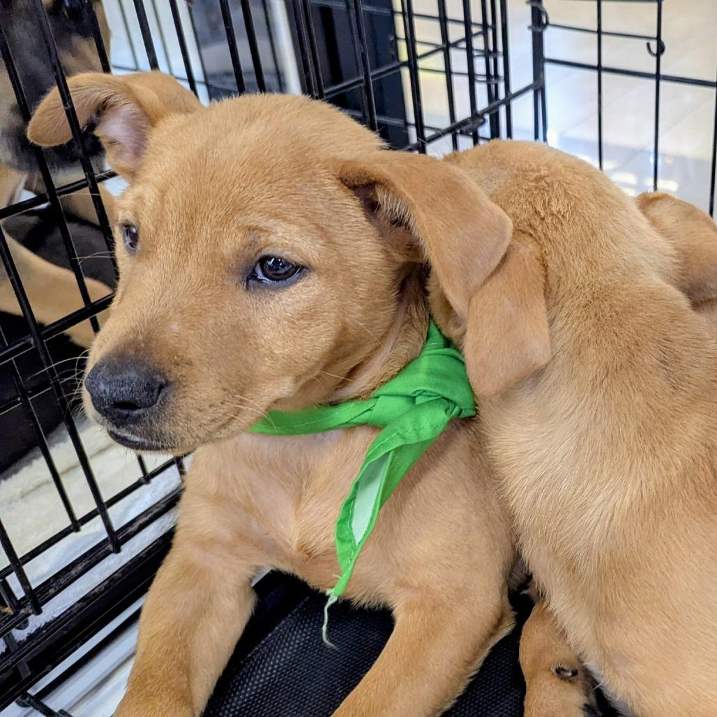 Enlarge Lilo, a Adoptable Mixed Breed in Volcano, HI image 4/4