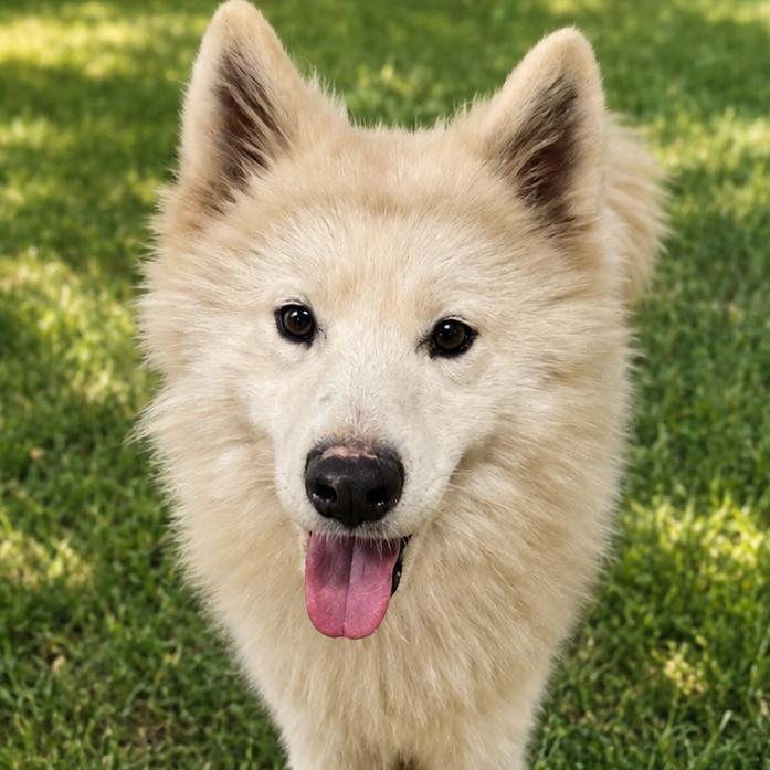 Enlarge Ivan, a Adoptable Samoyed in Sonoma, CA image 1/1