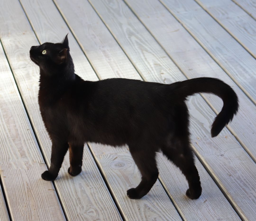 Enlarge Michellin, a Adoptable mixed breed in North Fort Myers, FL image 1/6