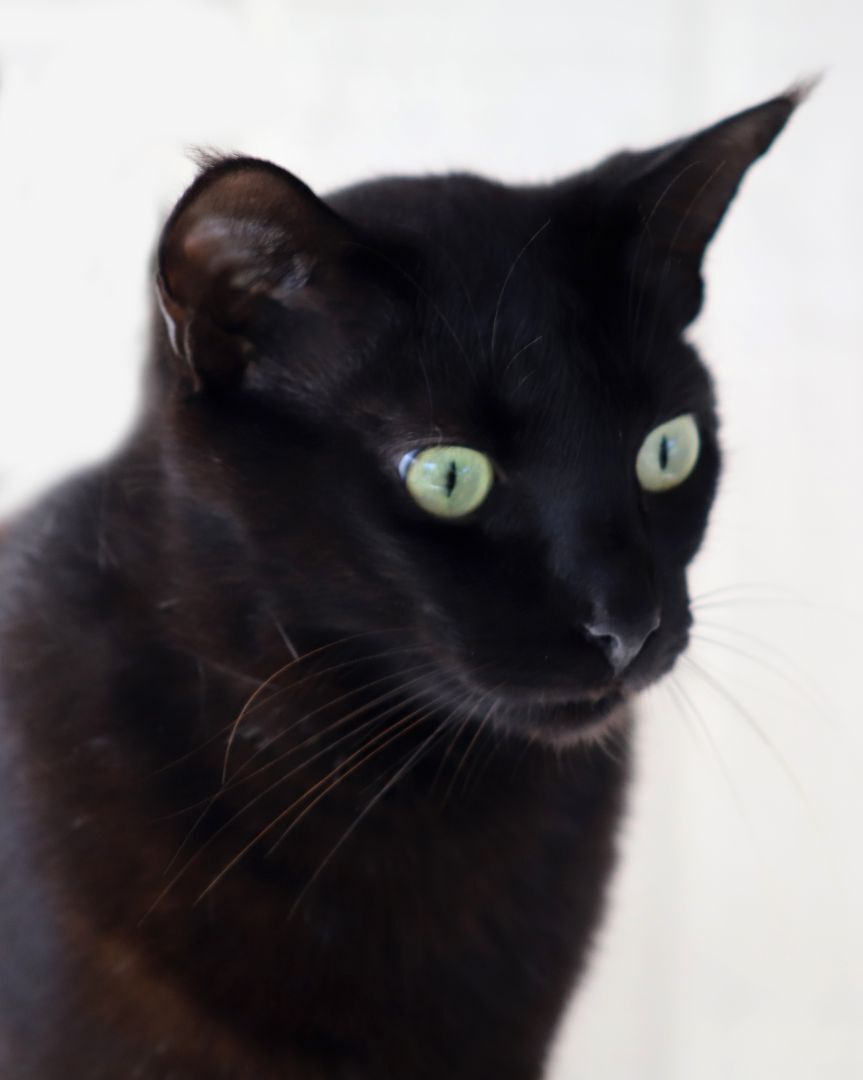 Enlarge Michellin, a Adoptable mixed breed in North Fort Myers, FL image 2/6