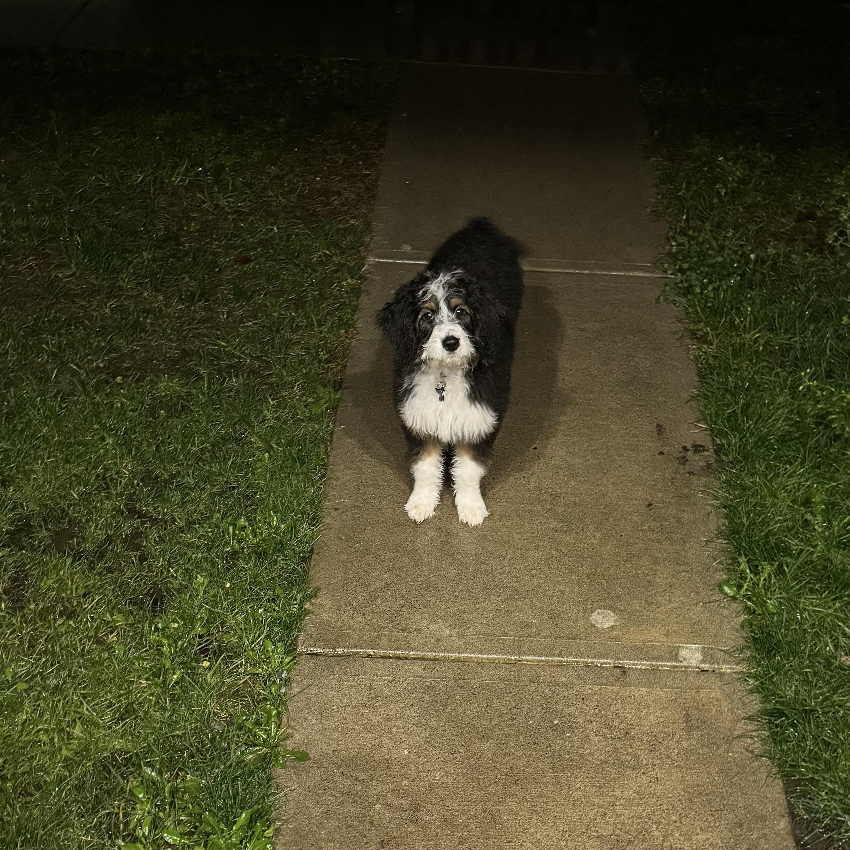 Dutchess, adopted, Young Female Aussiedoodle.