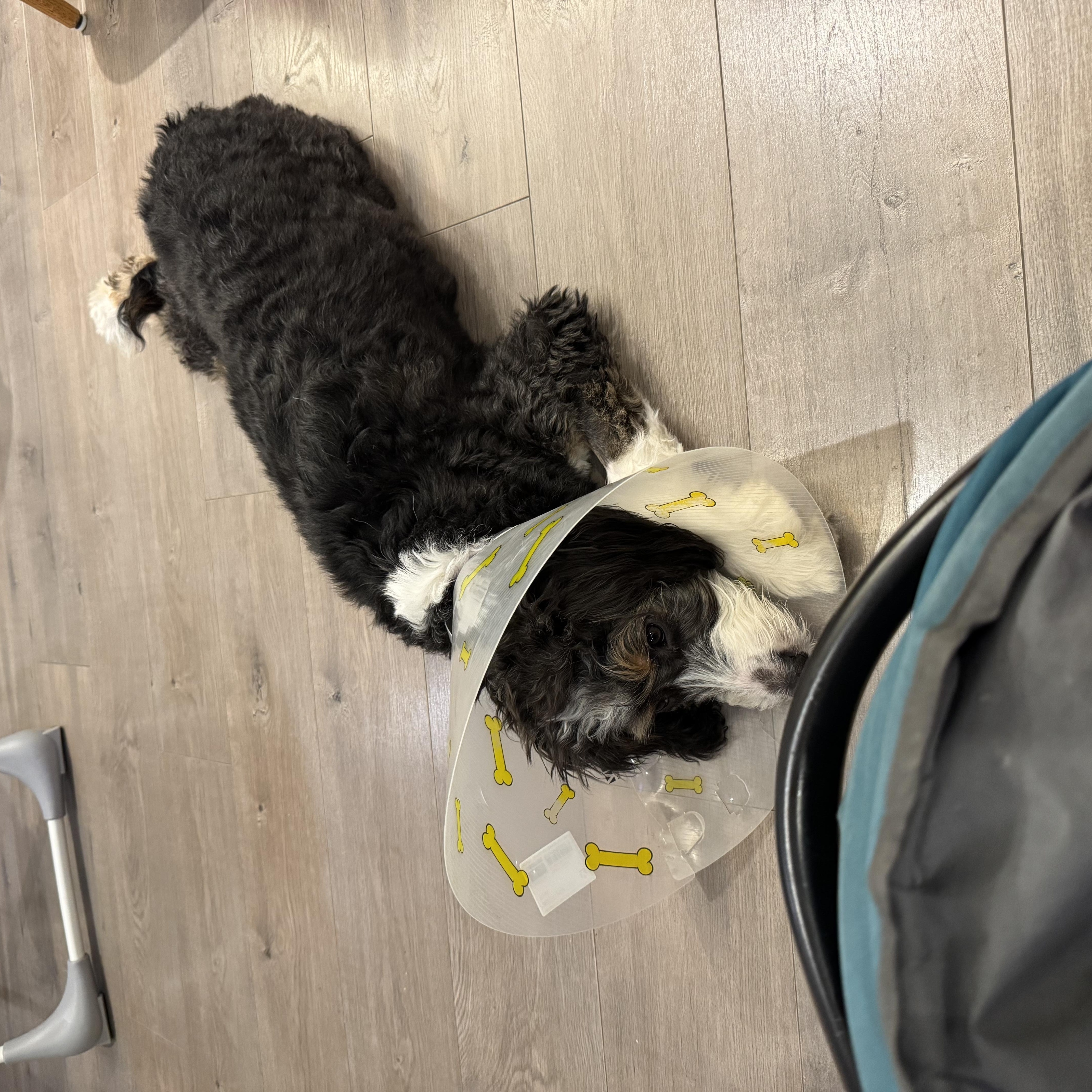 Dutchess, an adopted mixed breed in Richmond, BC image 2/6