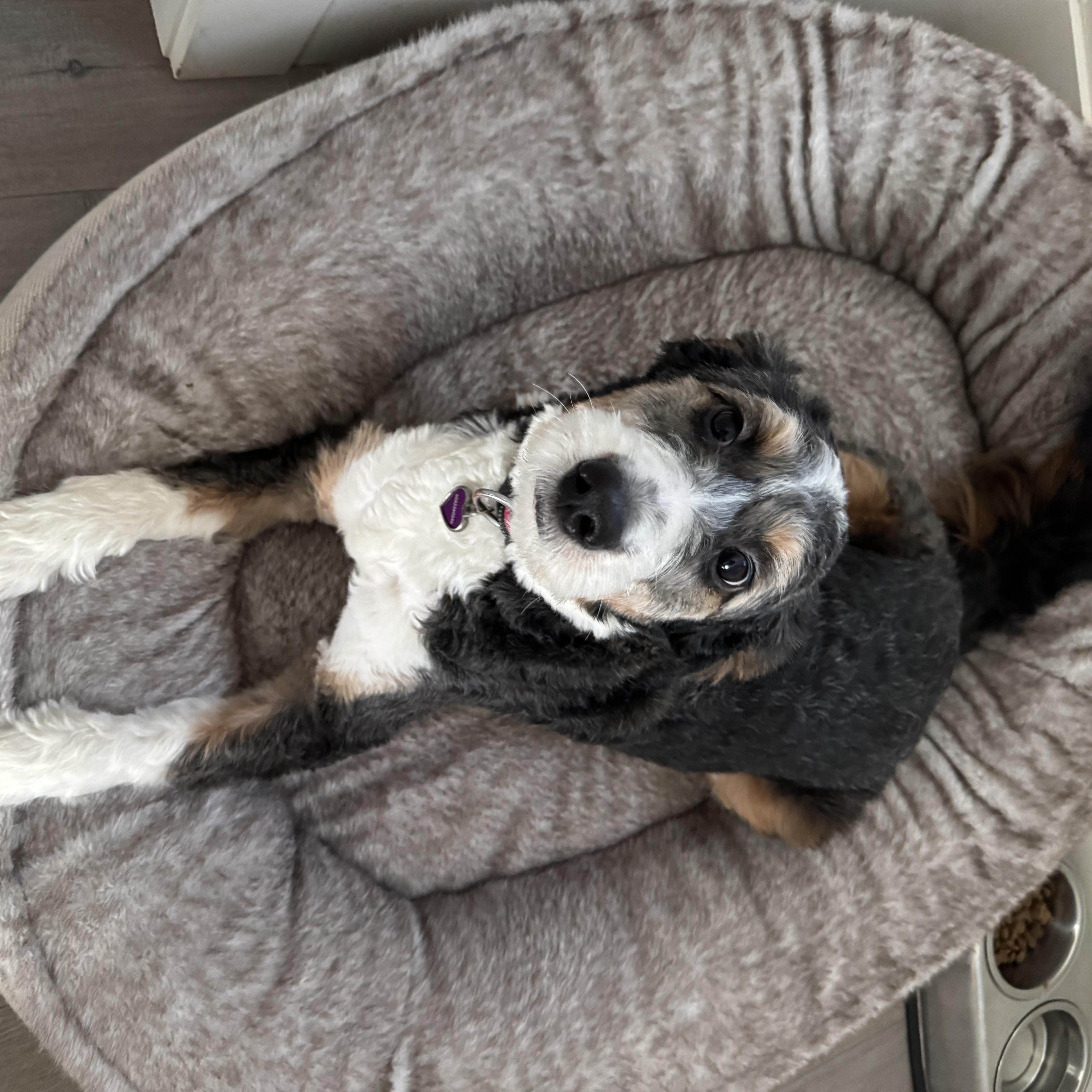 Dutchess, an adopted mixed breed in Richmond, BC image 3/6