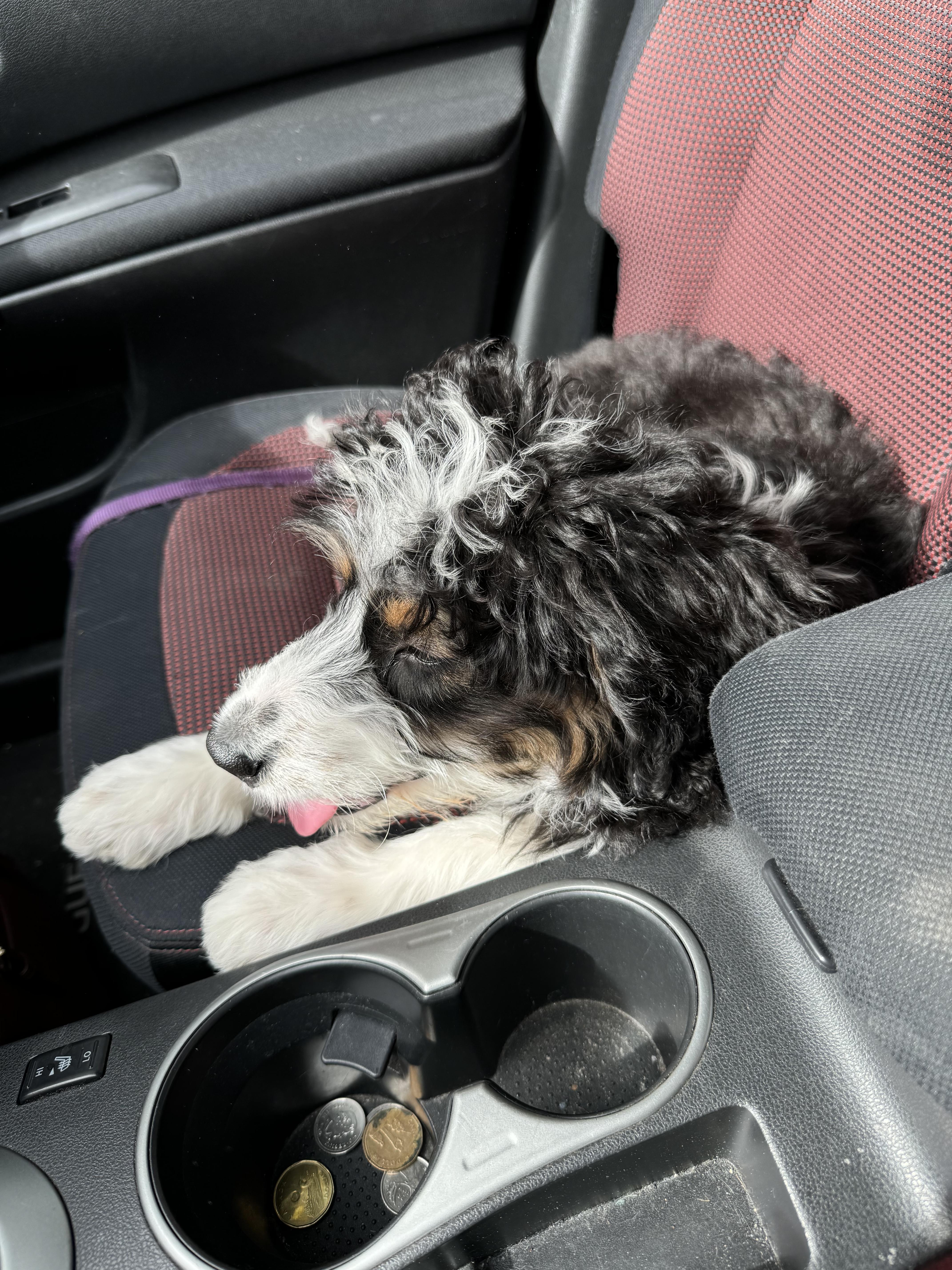 Dutchess, an adopted mixed breed in Richmond, BC image 4/6