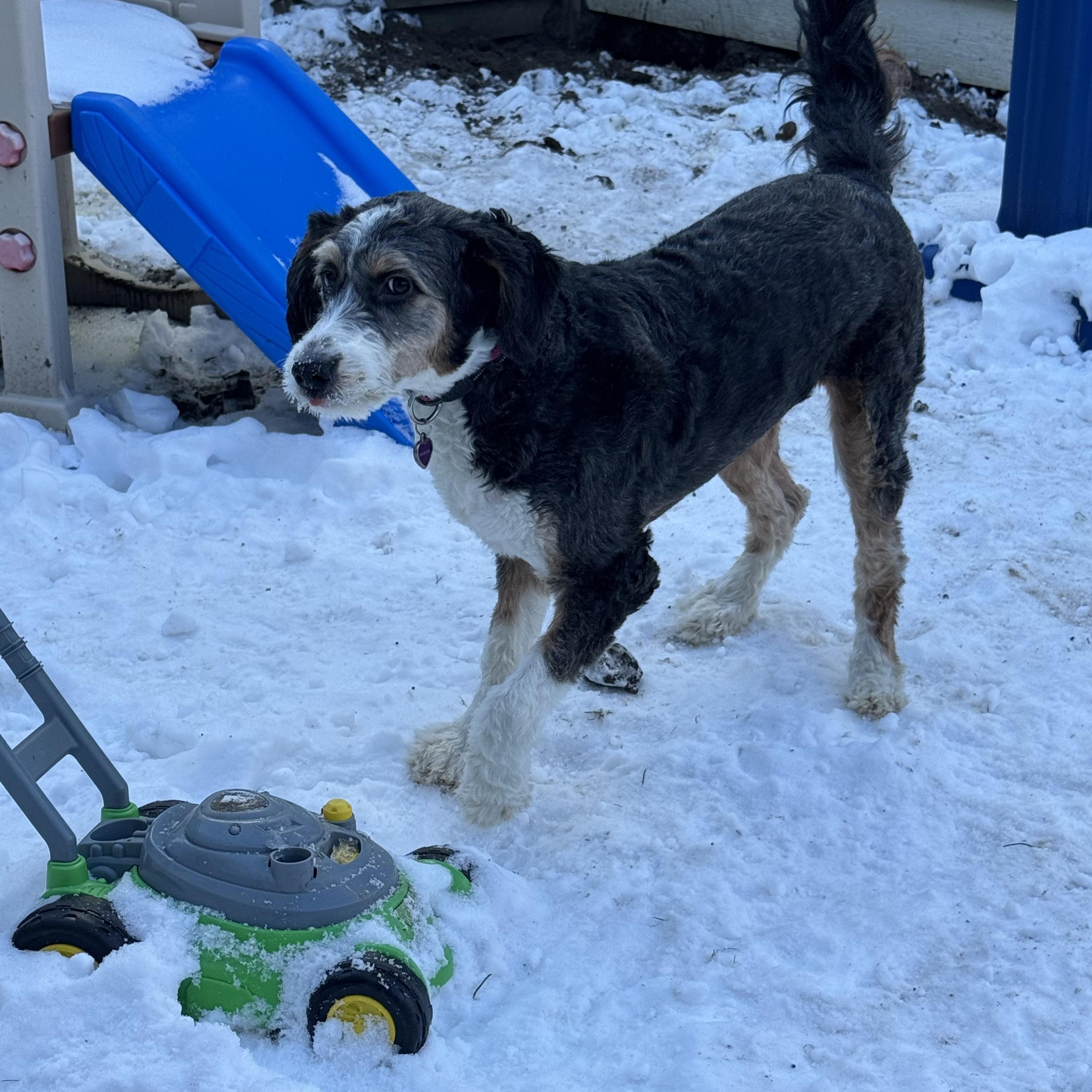 Dutchess, an adopted mixed breed in Richmond, BC image 5/6