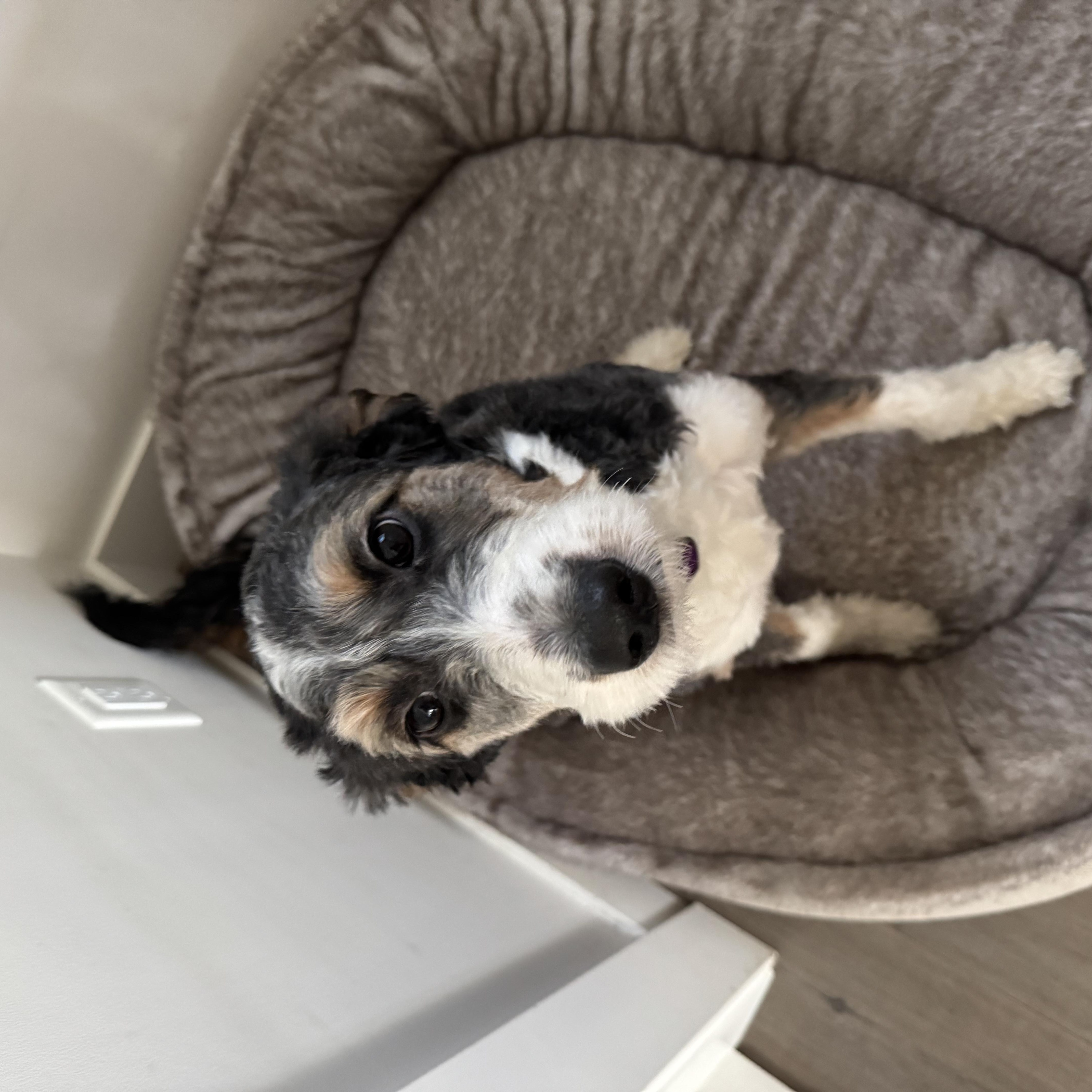 Dutchess, an adopted mixed breed in Richmond, BC image 6/6