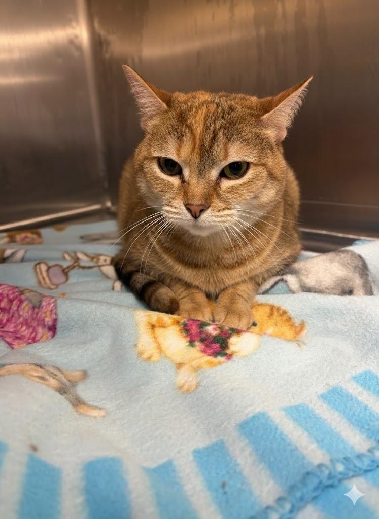 ANNIE, Adoptable, Senior Female Domestic Short Hair.