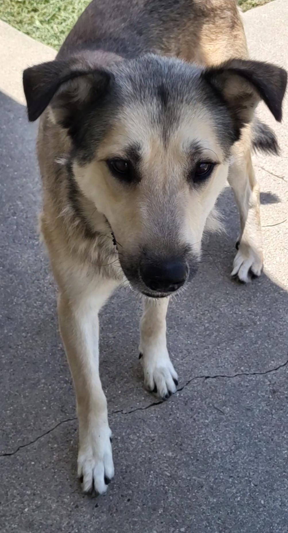 Harlo, an adopted mixed breed in Rockdale, TX image 1/2