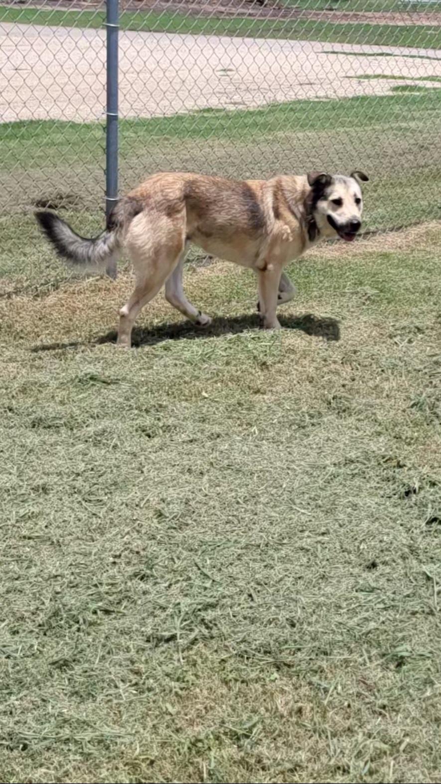 Harlo, an adopted mixed breed in Rockdale, TX image 2/2