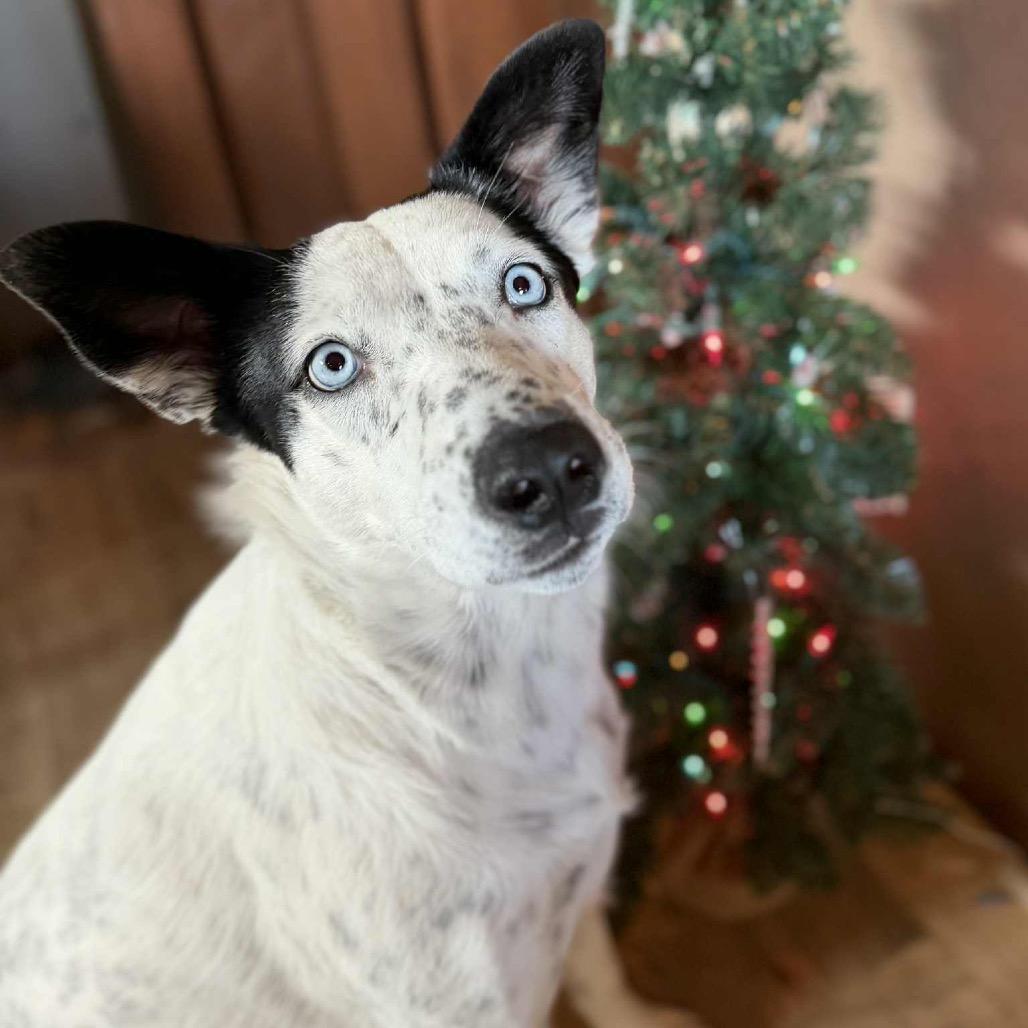 Enlarge Dorothy, a Adoptable mixed breed in Sioux Falls, SD image 3/6