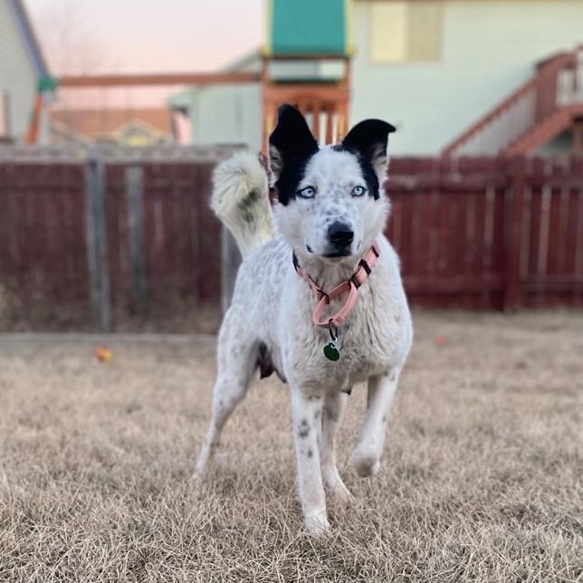 Enlarge Dorothy, a Adoptable mixed breed in Sioux Falls, SD image 4/6