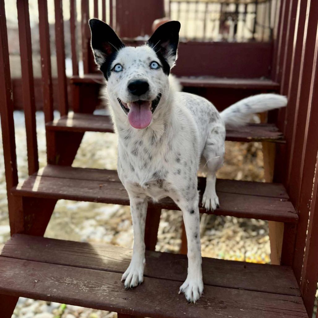 Enlarge Dorothy, a Adoptable mixed breed in Sioux Falls, SD image 5/6