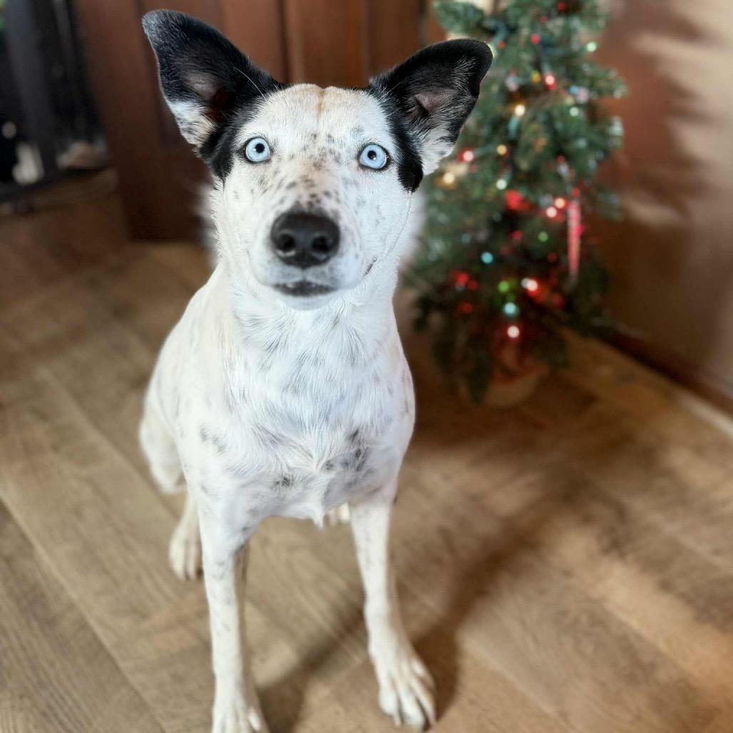 Enlarge Dorothy, a Adoptable mixed breed in Sioux Falls, SD image 2/6