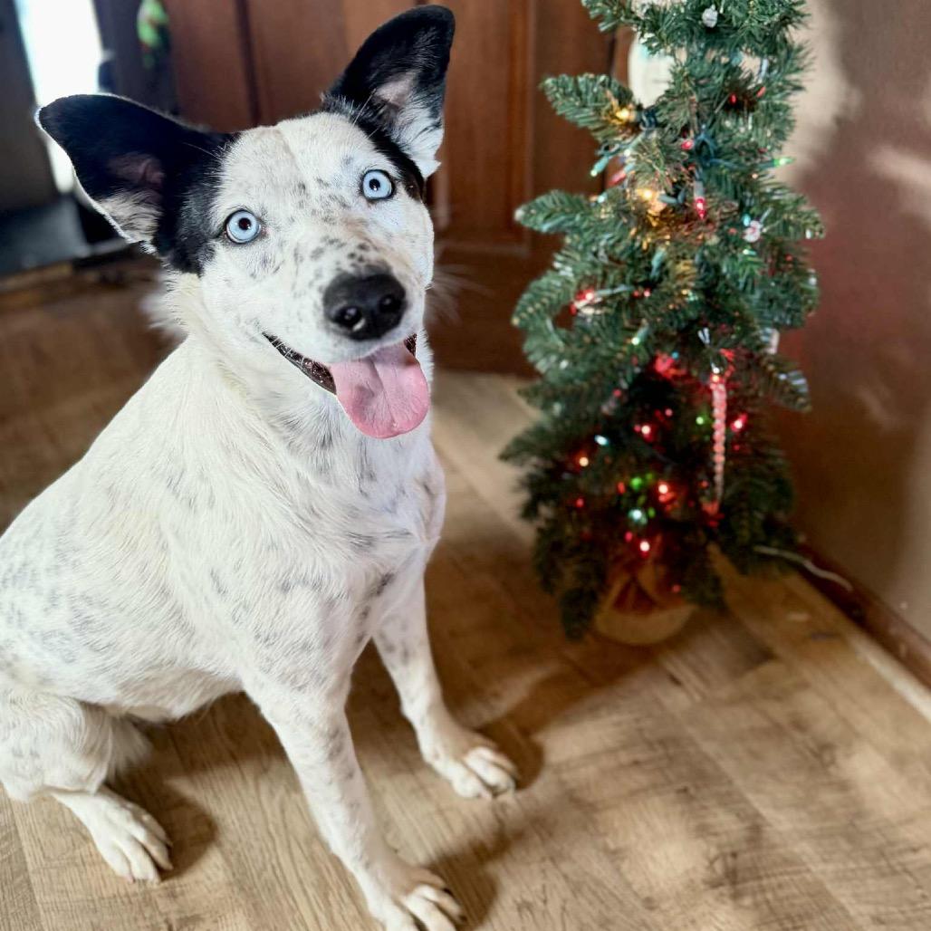 Enlarge Dorothy, a Adoptable mixed breed in Sioux Falls, SD image 6/6