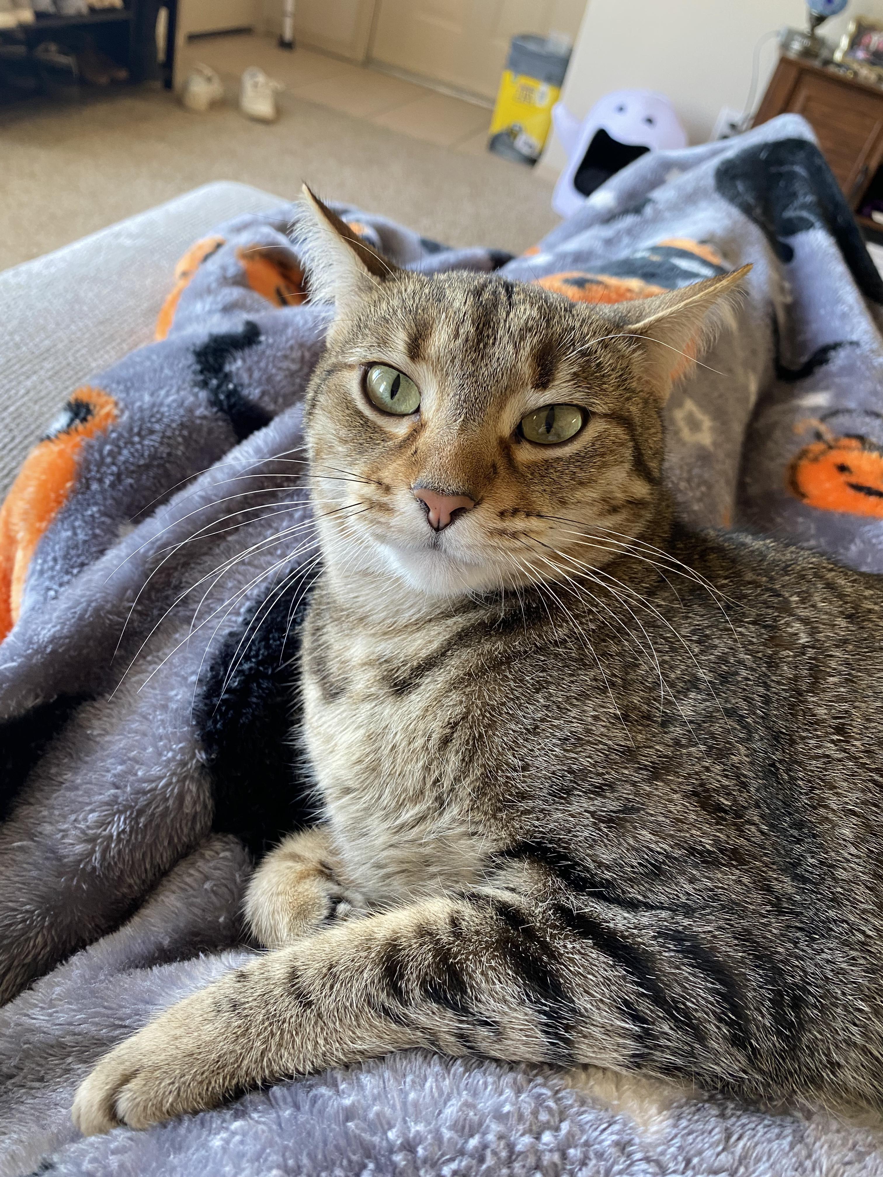 Mango, an adopted Domestic Short Hair in Guthrie, OK image 4/6