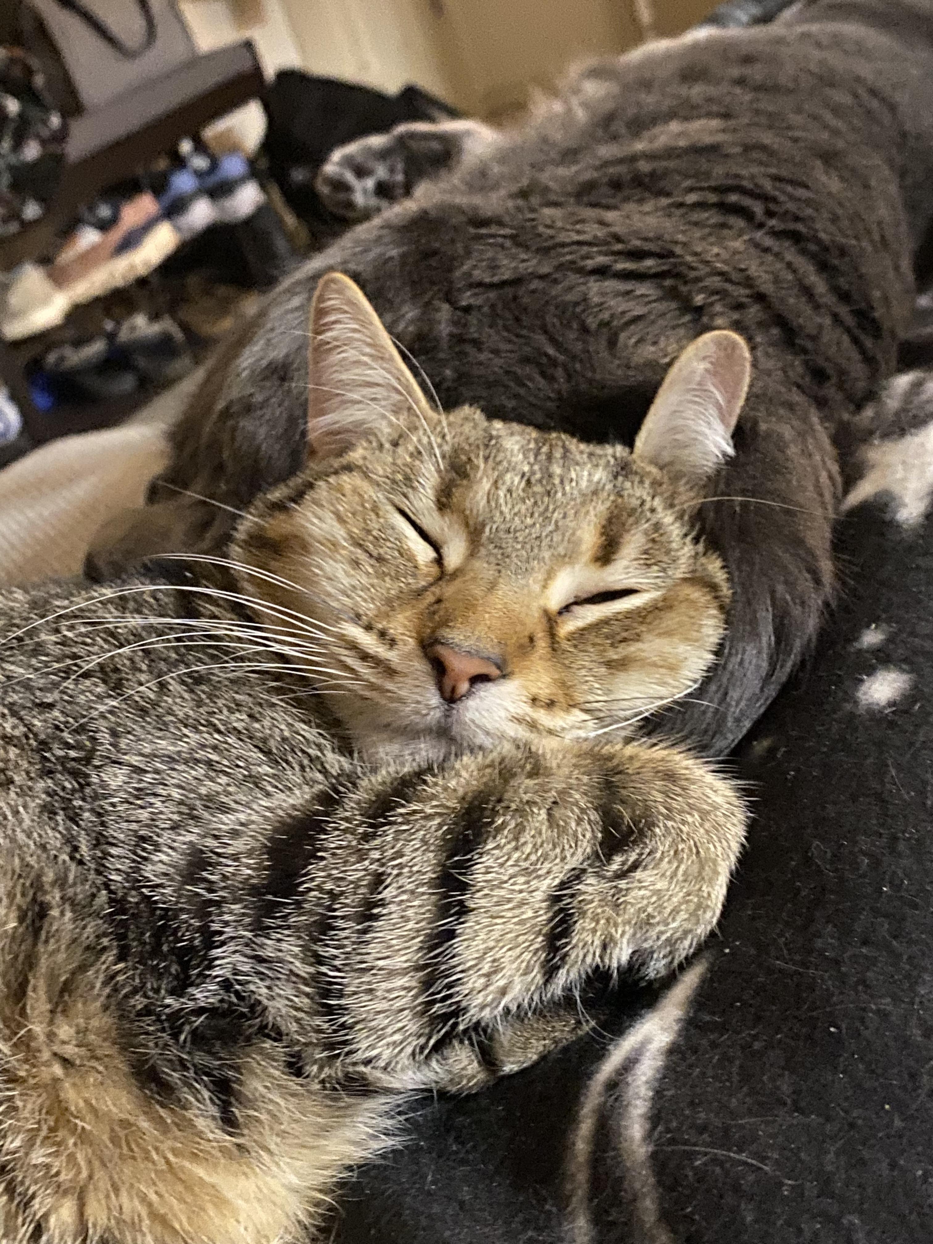 Mango, an adopted Domestic Short Hair in Guthrie, OK image 6/6
