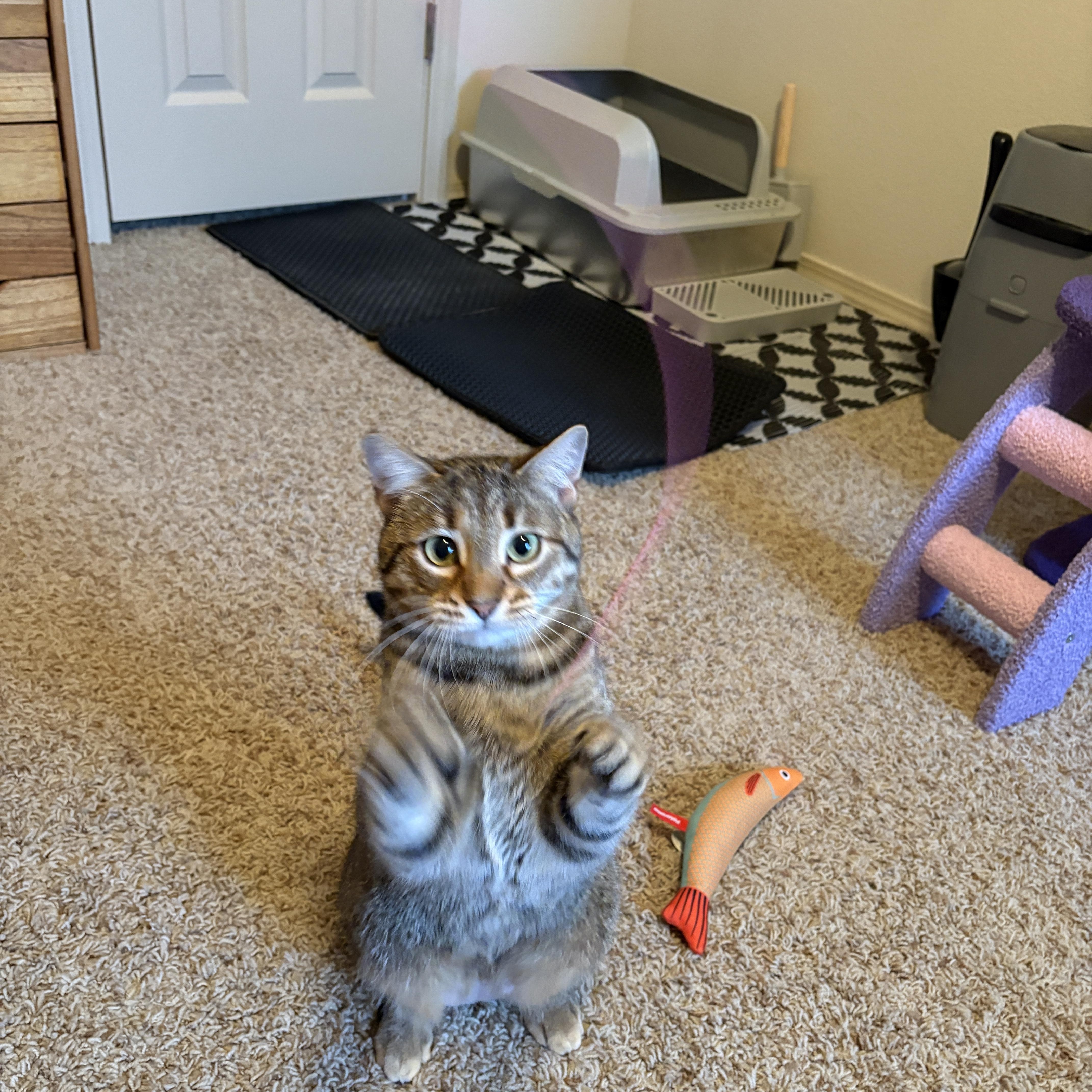 Mango, an adopted Domestic Short Hair in Guthrie, OK image 3/6