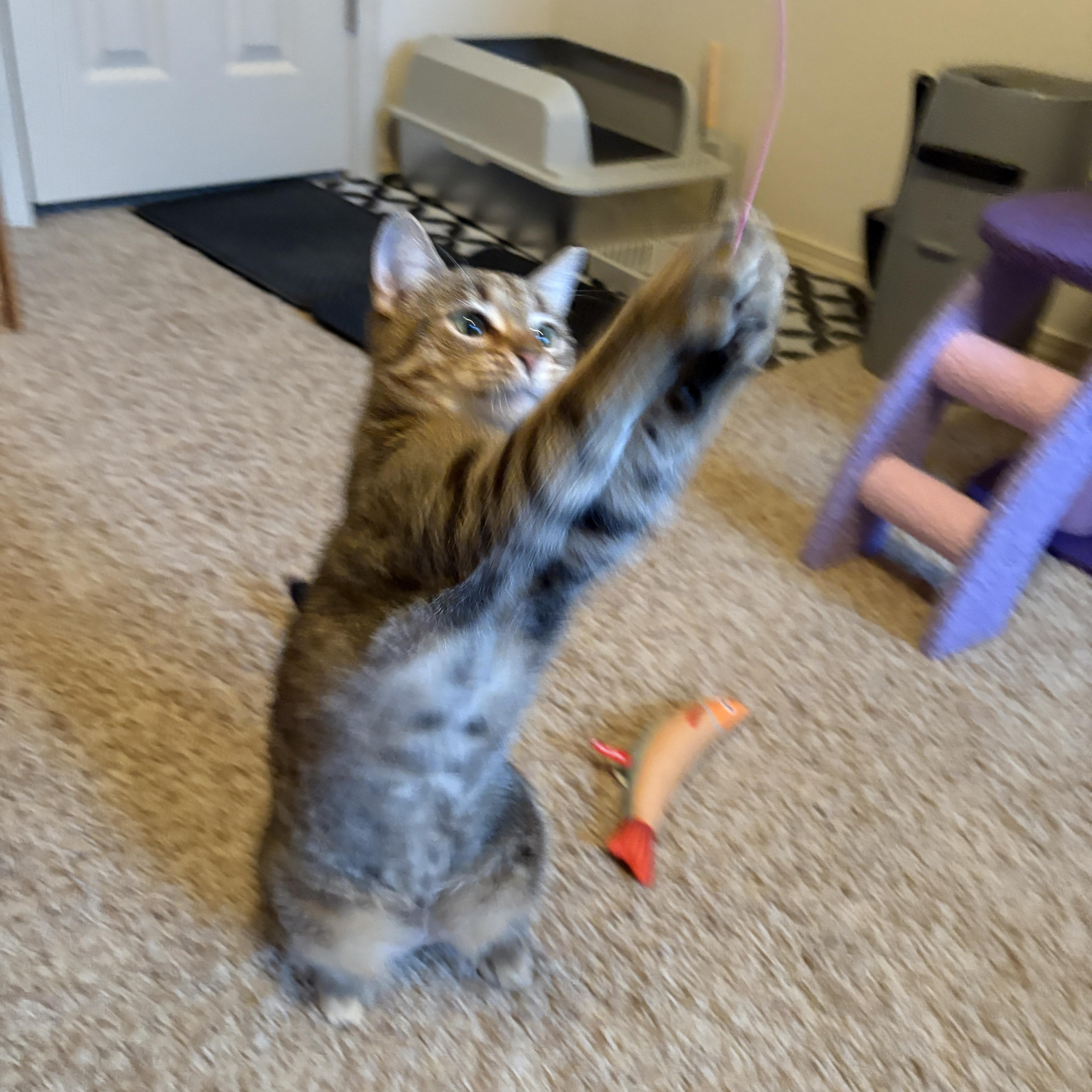 Mango, an adopted Domestic Short Hair in Guthrie, OK image 2/6