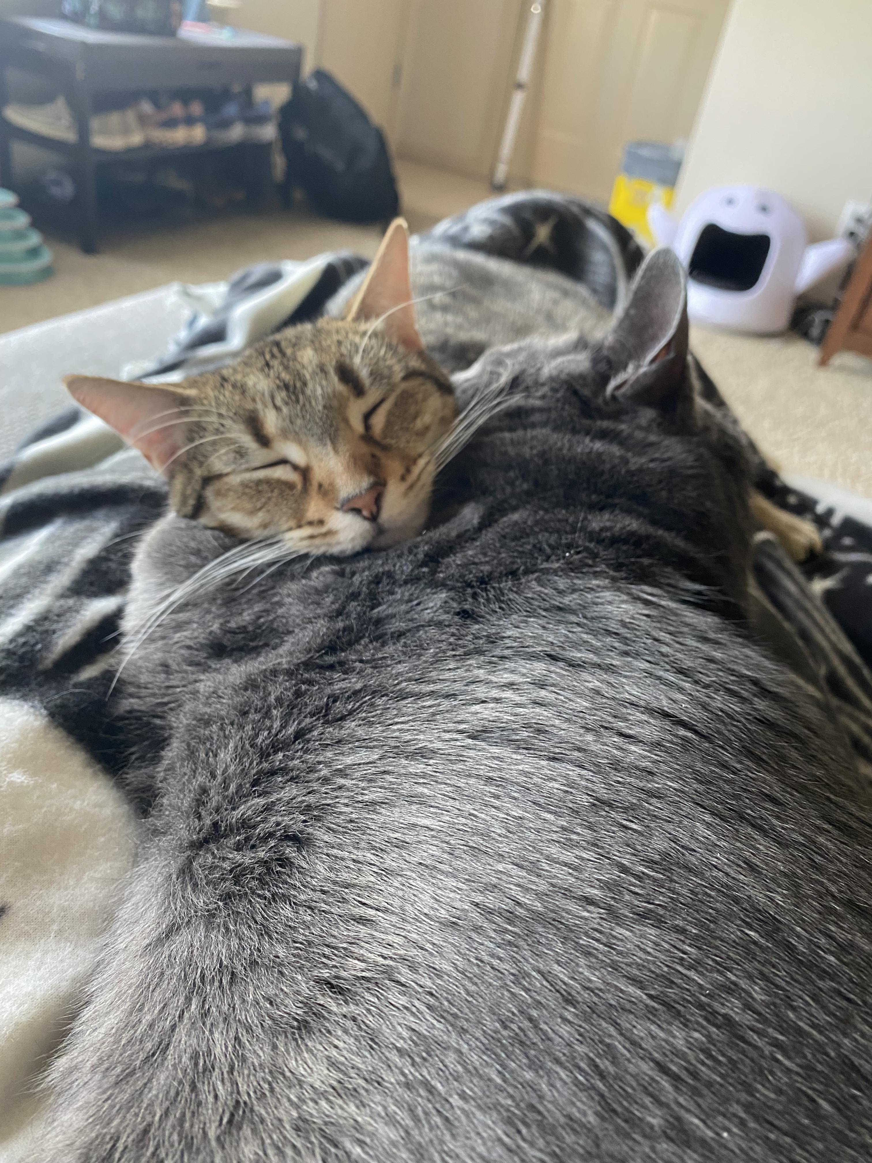 Mango, an adopted Domestic Short Hair in Guthrie, OK image 5/6