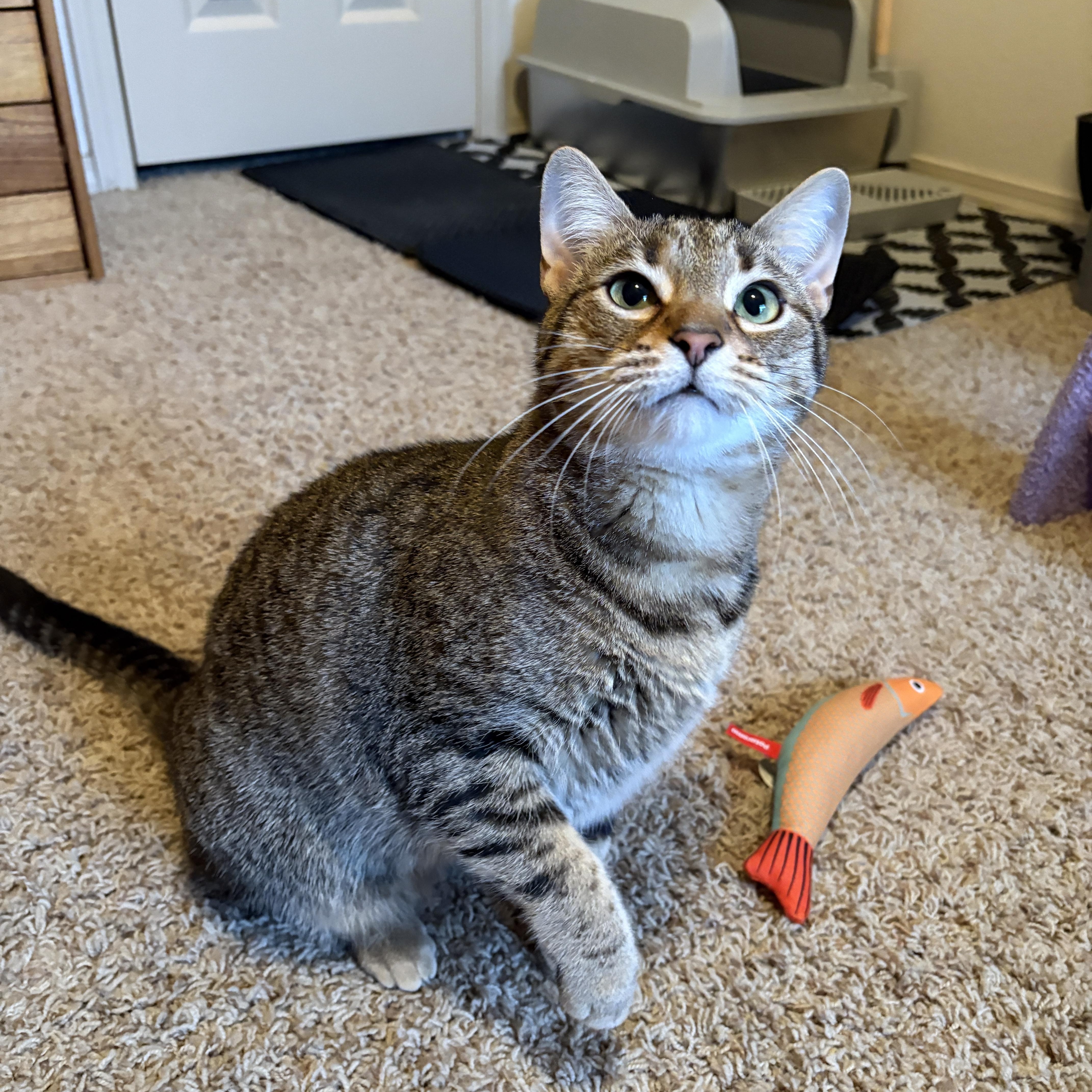 Mango, adopted, Adult Female Domestic Short Hair.