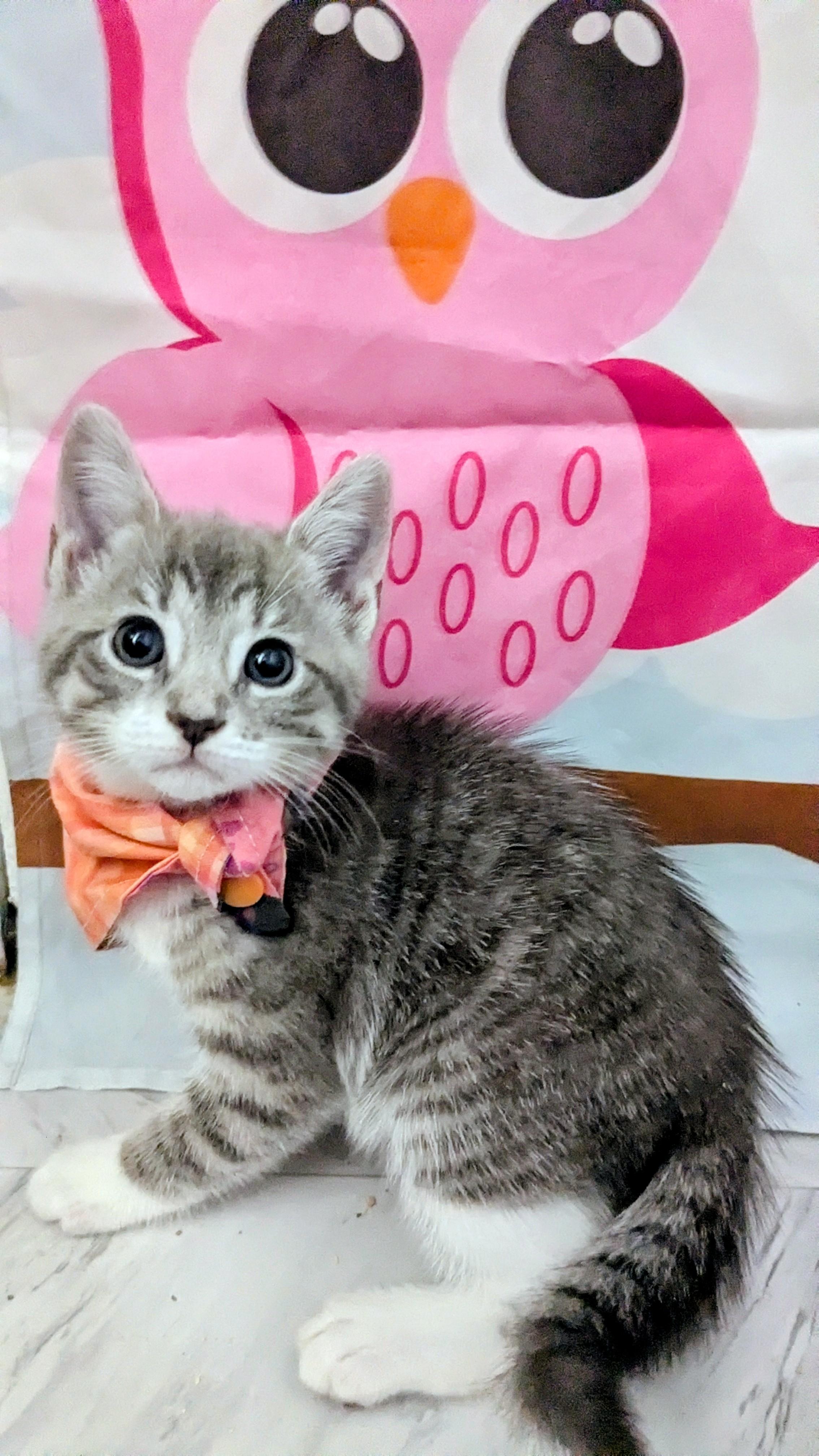 Bea Arthur and Betty White, an adopted Domestic Short Hair in Chesapeake Beach, MD image 2/2