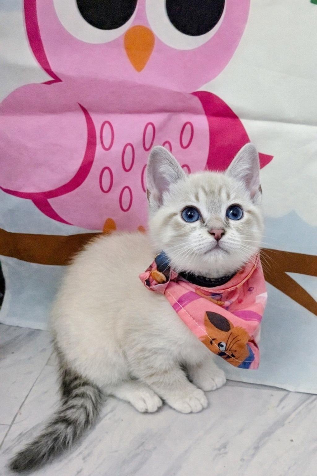 Bea Arthur and Betty White, an adopted Domestic Short Hair in Chesapeake Beach, MD image 1/2