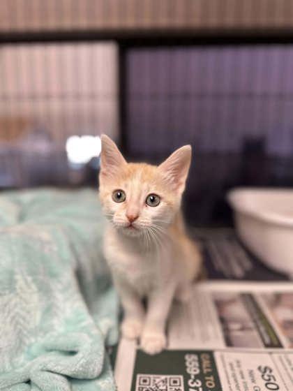 Enlarge Linda, a Adoptable mixed breed in Visalia, CA image 1/1