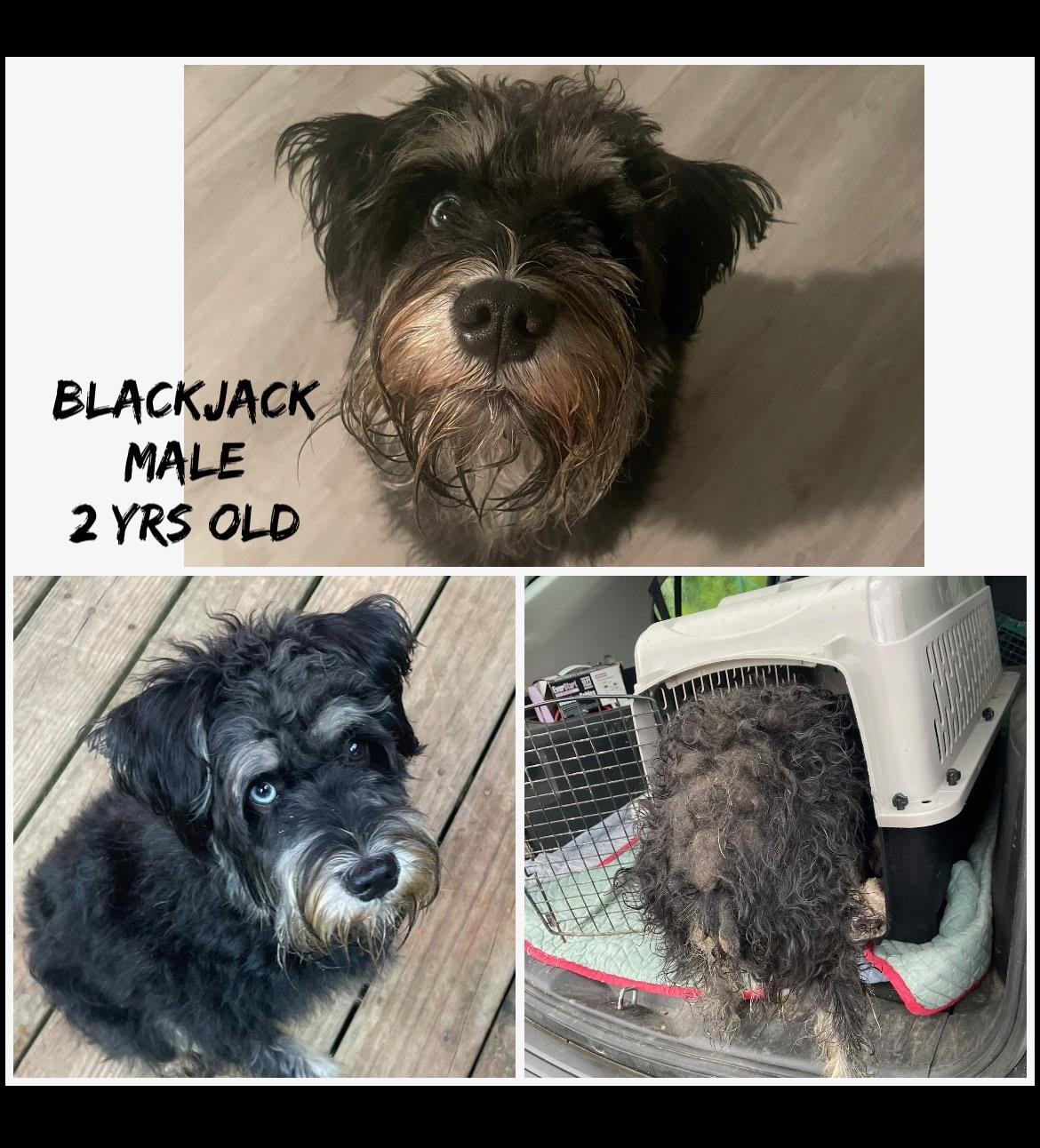 Black Jack, Adult Male unknown