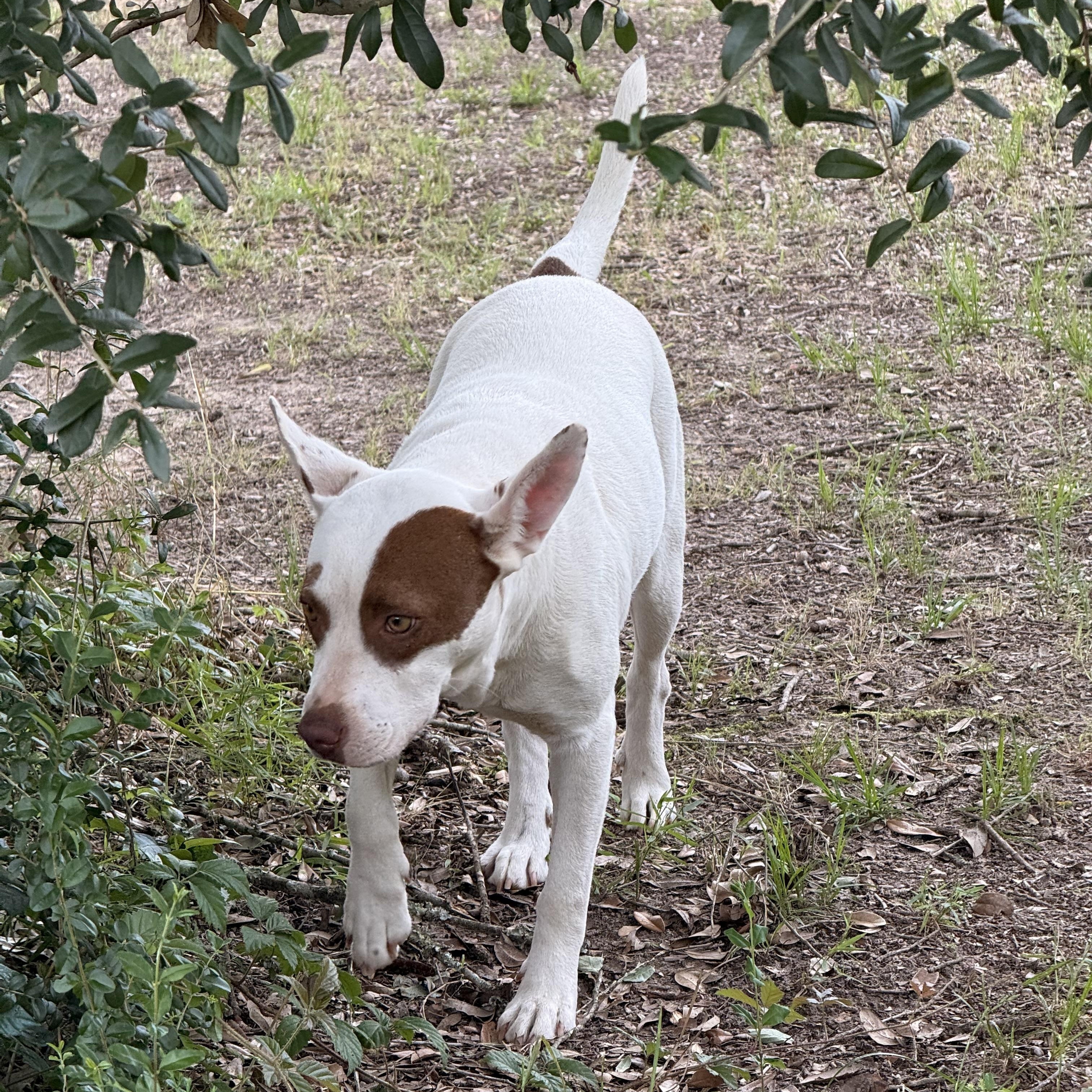 Enlarge Kaylynn, a Adoptable mixed breed in Madison, WI image 6/6
