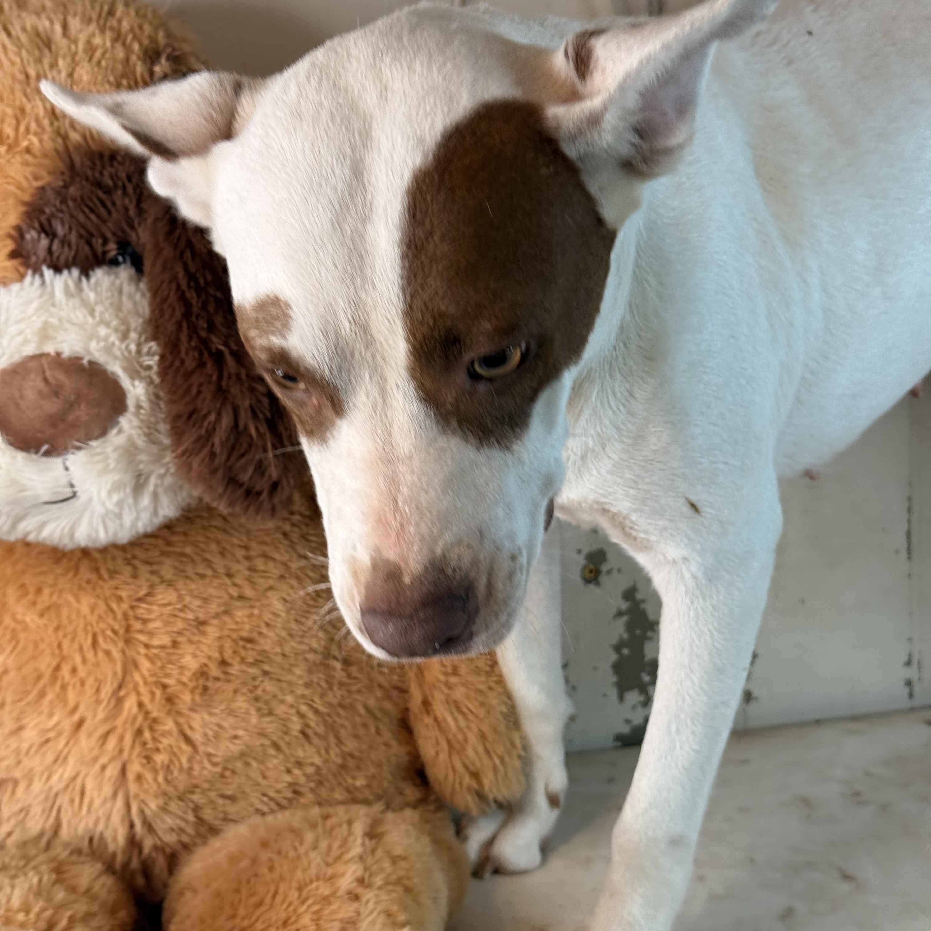 Enlarge Kaylynn, a Adoptable mixed breed in Madison, WI image 5/6