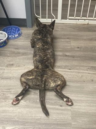 Tina, Adoptable, Adult Female Terrier & Mixed Breed.