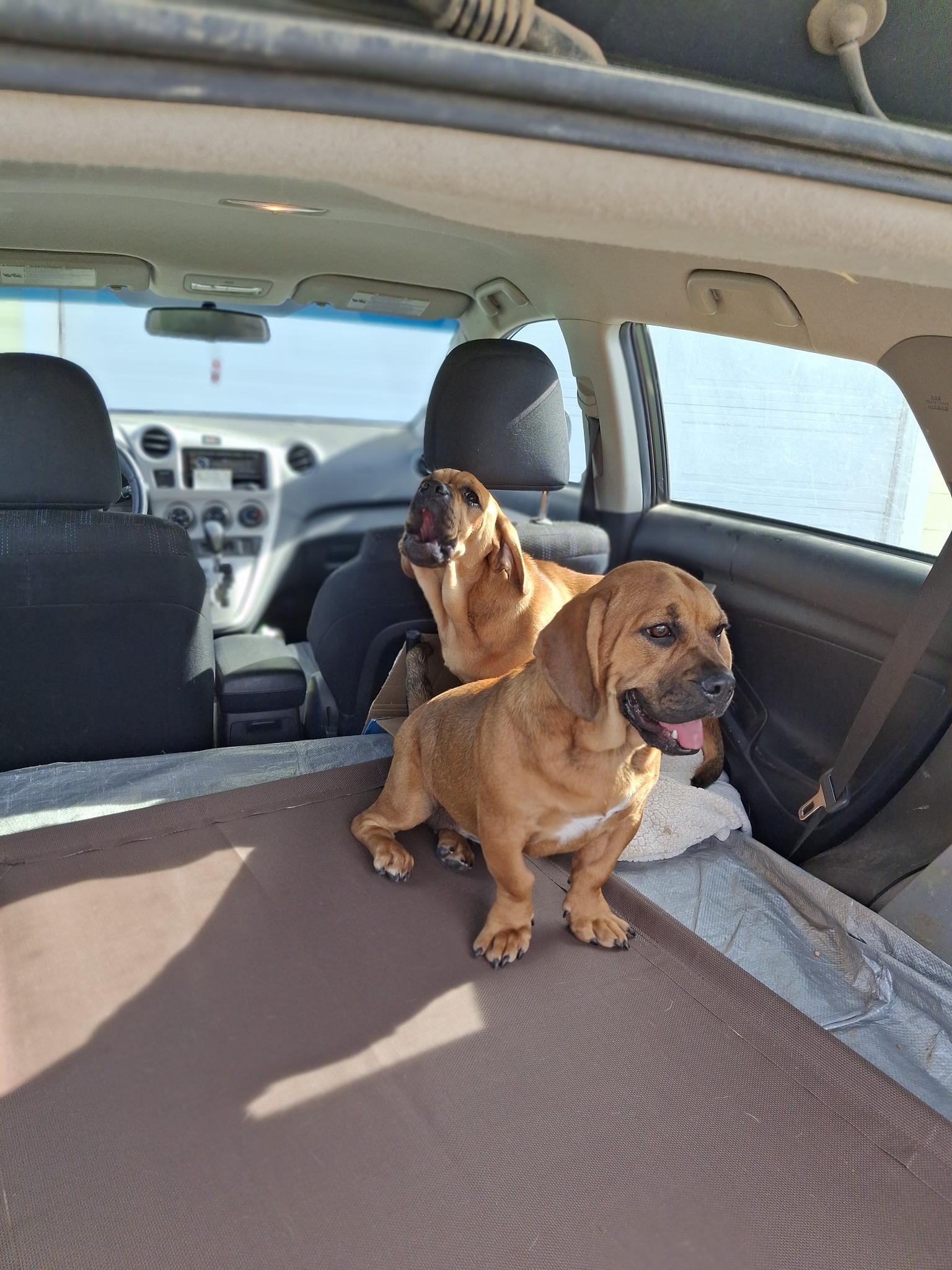 WINSTON, Adoptable, Puppy Male French Bulldog & Basset Hound.