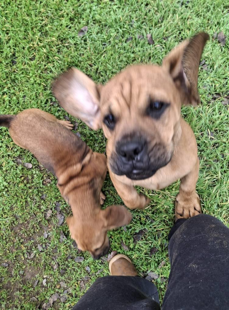 WINSTON, a Adoptable mixed breed in Cottonwood, CA image 5/5