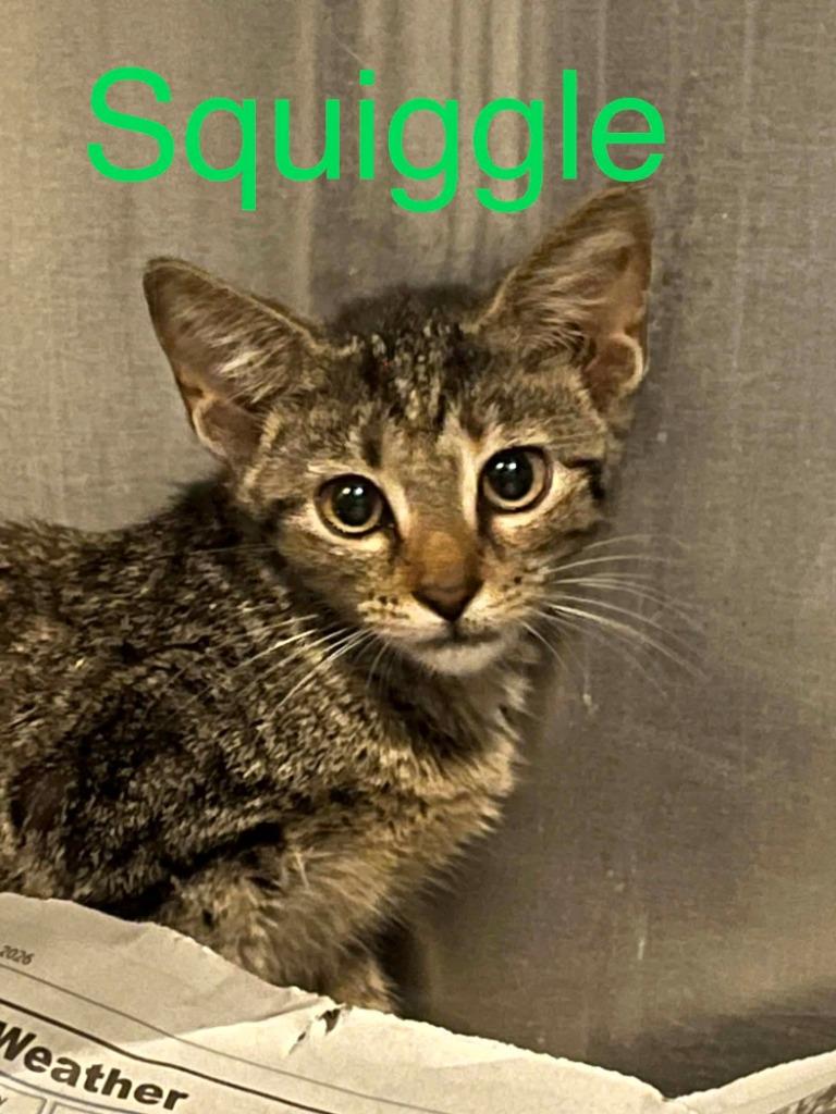 Enlarge Squiggle, a Adoptable mixed breed in Princeton, IN image 1/1