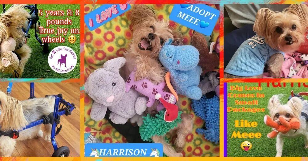 Harrison Yorkie On Wheels, Adoptable, Adult Male Yorkshire Terrier.