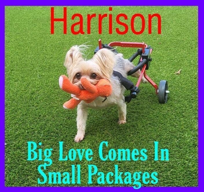 Enlarge Harrison Yorkie On Wheels, a Adoptable Yorkshire Terrier in Plantation, FL image 2/4