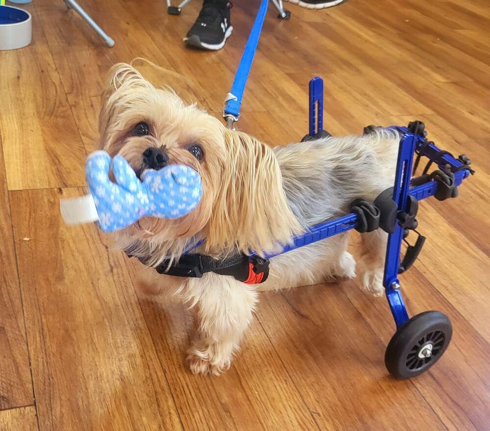 Enlarge Harrison Yorkie On Wheels, a Adoptable Yorkshire Terrier in Plantation, FL image 3/4