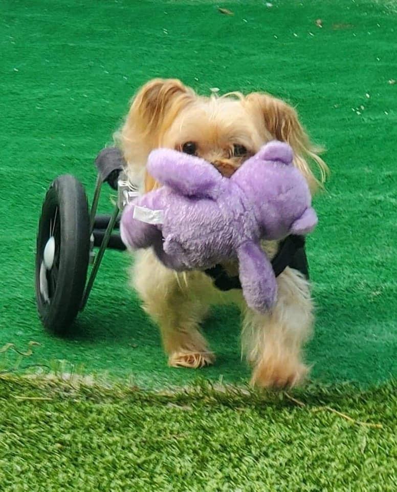Enlarge Harrison Yorkie On Wheels, a Adoptable Yorkshire Terrier in Plantation, FL image 4/4