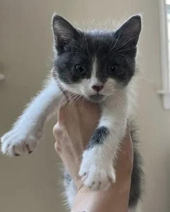 Khan, a Adoptable Domestic Short Hair in San Francisco, CA image 1/4