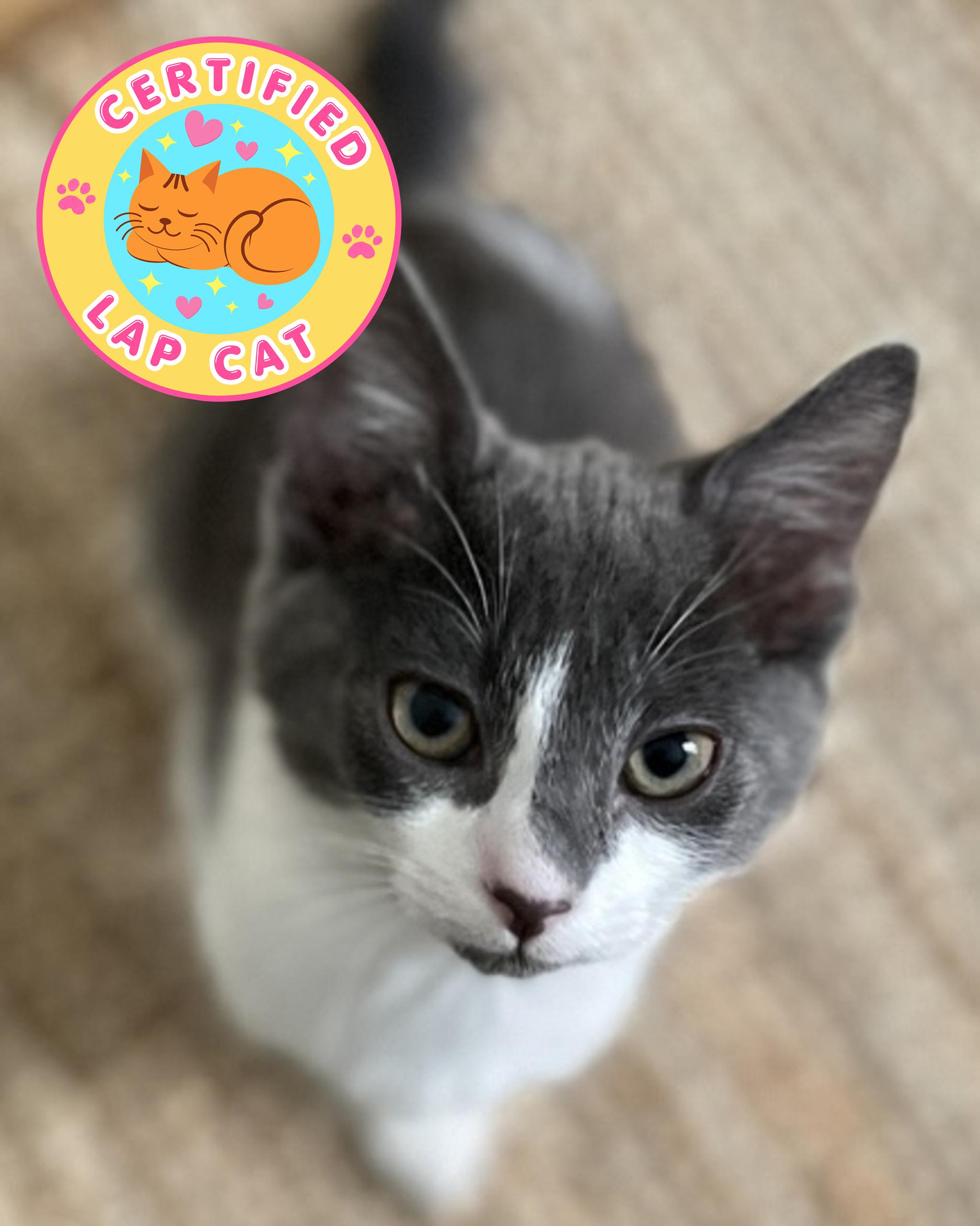 Khan, a Adoptable Domestic Short Hair in San Francisco, CA image 2/6