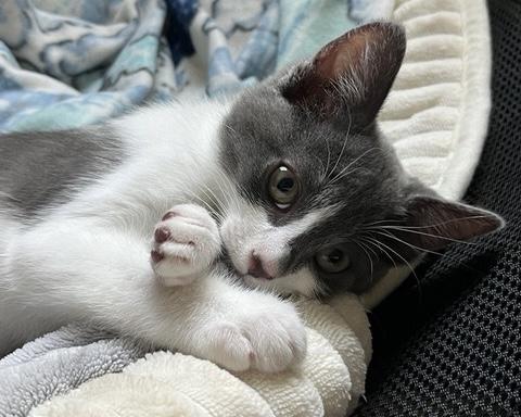 Khan, a Adoptable Domestic Short Hair in San Francisco, CA image 2/4