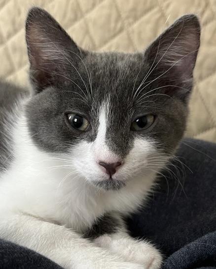 Khan, a Adoptable Domestic Short Hair in San Francisco, CA image 3/4