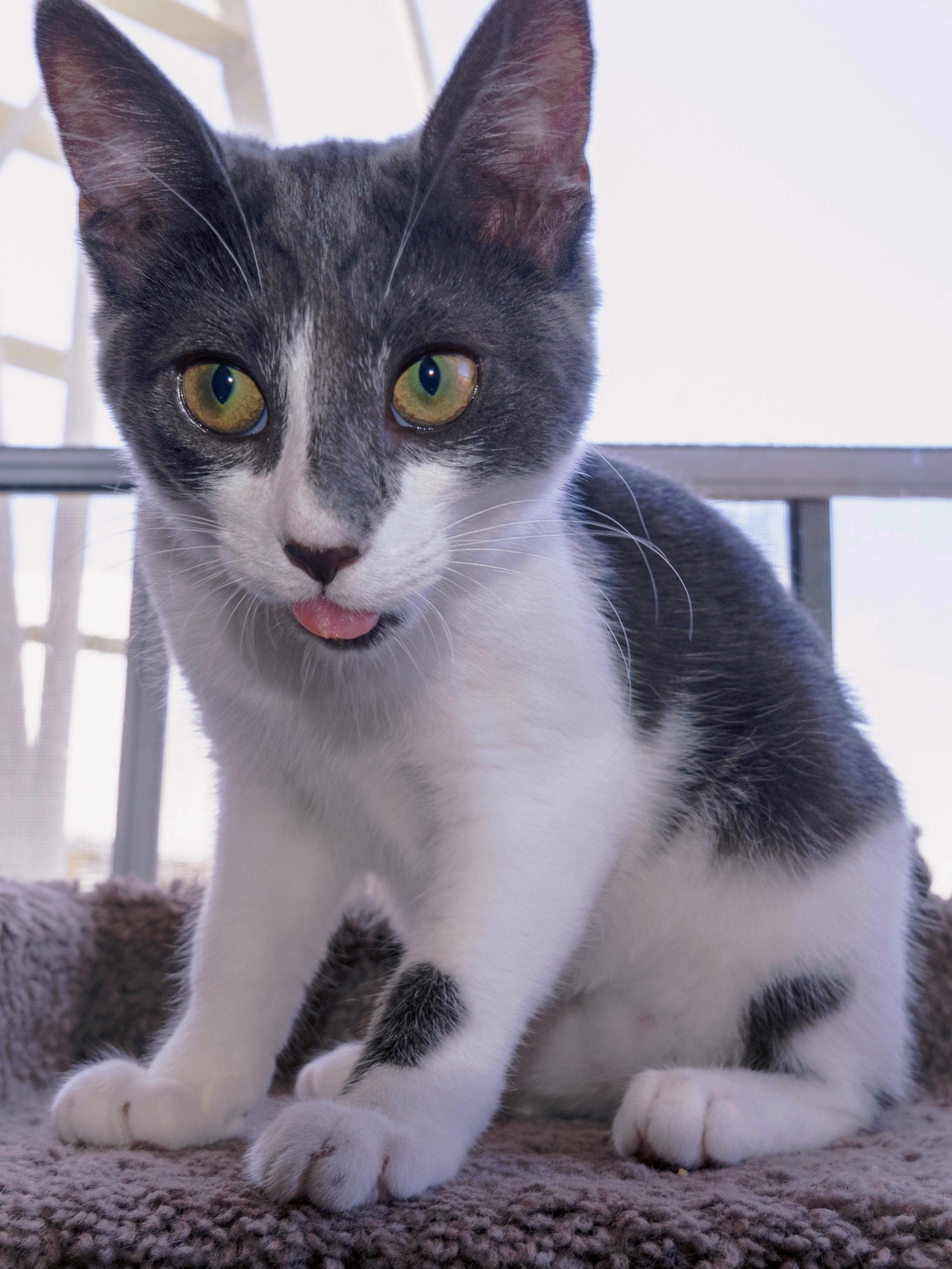 Khan, a Adoptable Domestic Short Hair in San Francisco, CA image 5/6