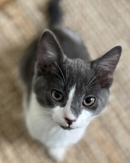 Khan, a Adoptable Domestic Short Hair in San Francisco, CA image 4/4