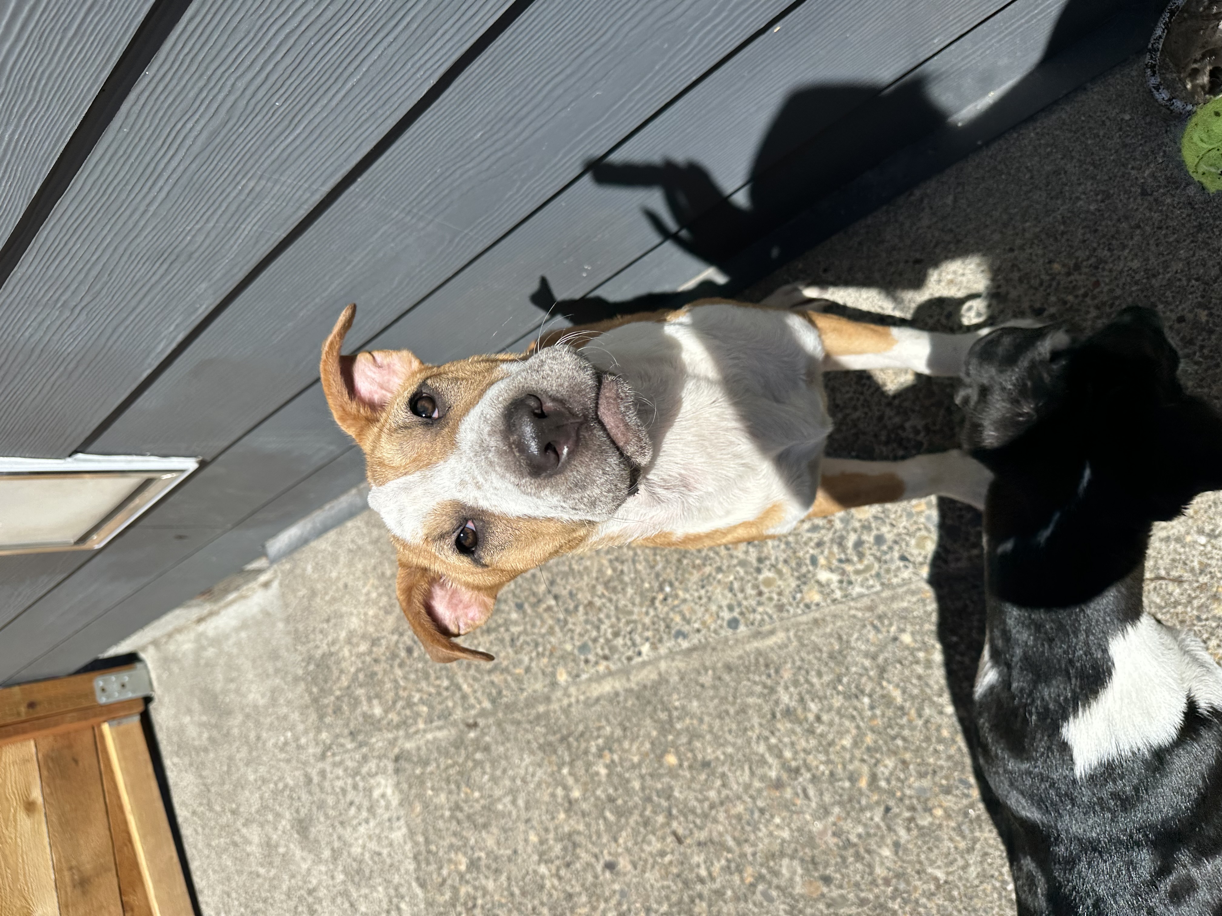 Dog for adoption Tennessee, a Basset Hound in Indian Wells, CA