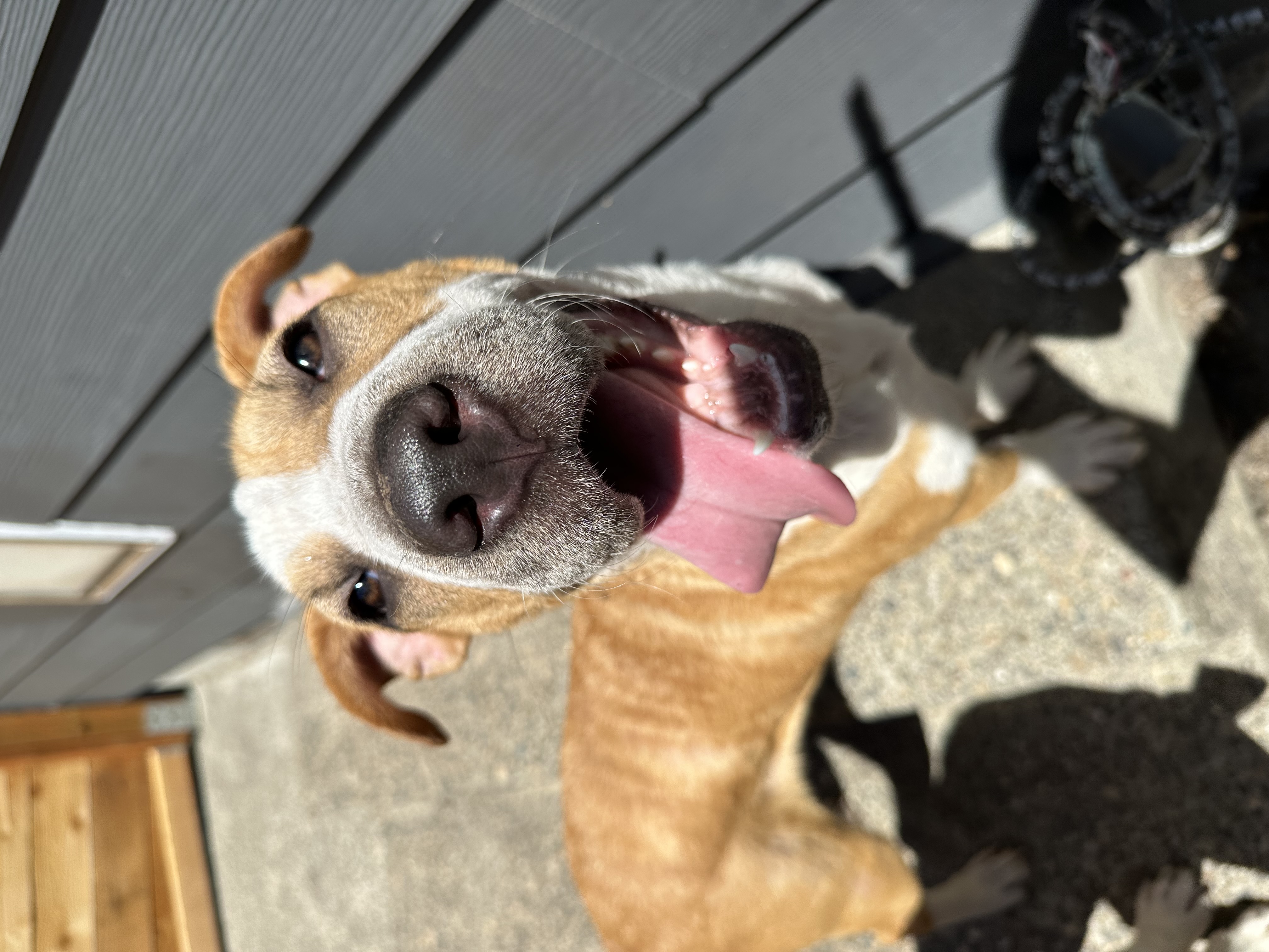 Dog for adoption Tennessee, a Basset Hound in Indian Wells, CA